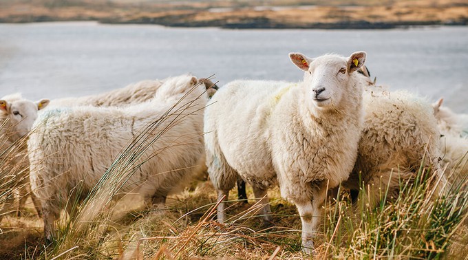 Sheep used for wool production