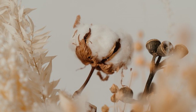 Is Cotton Bad for the Environment? The No-Fluff Truth!