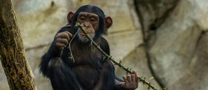 5 Animals Doing Fashion Trends (Not in Our Wildest Imagination)