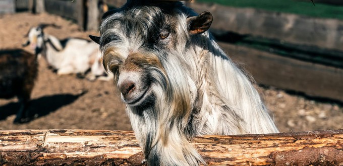 A goat used for cashmere clothing