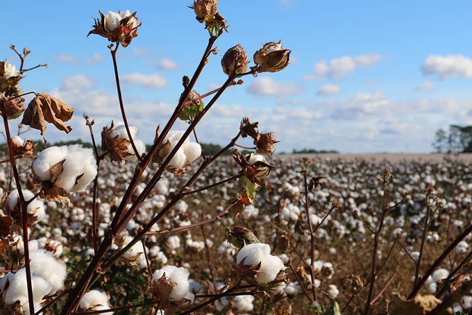 Conventional cotton crops
