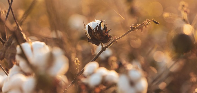 Organic cotton field without child labour