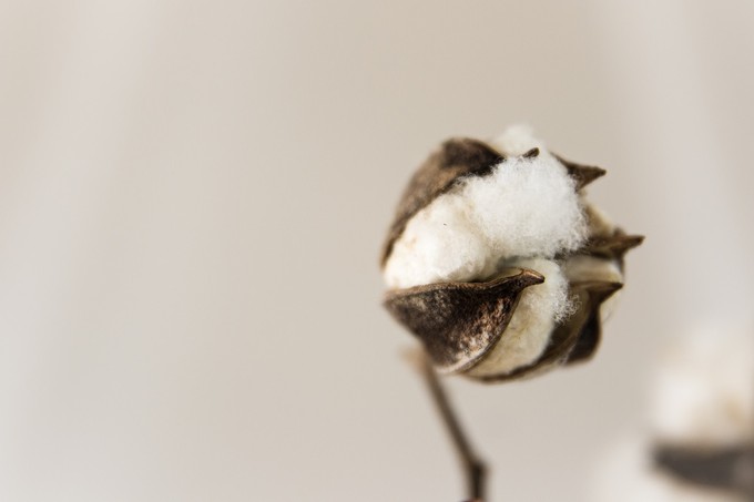 Cotton, which is one of the worst fabrics for the environment despite being natural