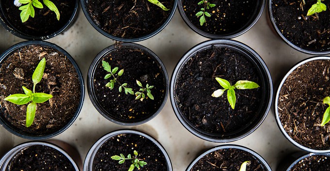 Grow your own vegetables and compost