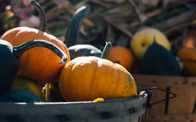Sustainable Halloween pumpkins picked from a local farm