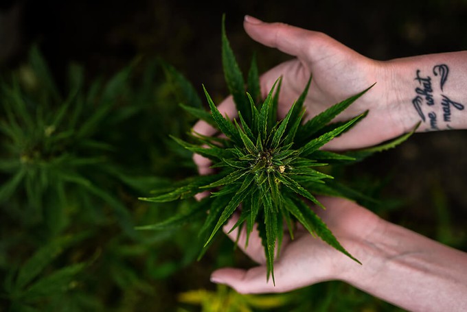 Plant of cannabis sativa used to made sustainable hemp fabric