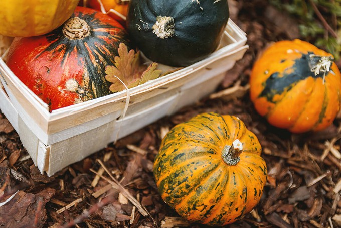 Seasonal produce that can help you enjoy a sustainable autumn