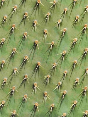 Cozy Cactus Top Women from SNURK