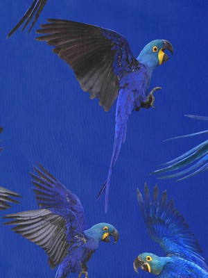 Blue Parrot Strap top Women from SNURK