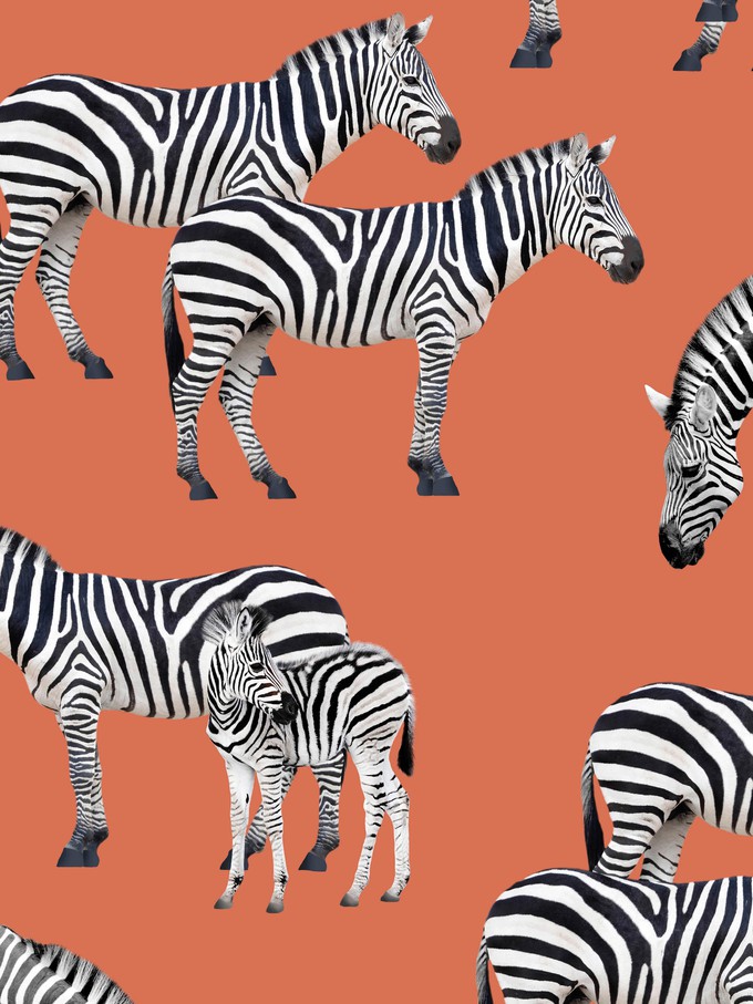 Zebras Top Women from SNURK