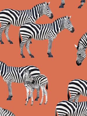 Zebras Top Women from SNURK