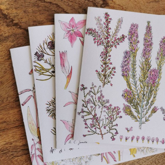 Set Of 4 Fynbos Greeting Cards from Urbankissed