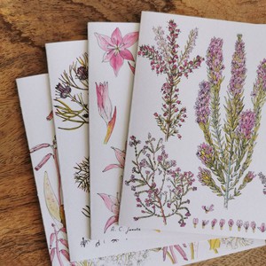 Set Of 4 Fynbos Greeting Cards from Urbankissed