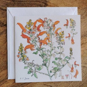 Single Fynbos Greeting Card from Urbankissed