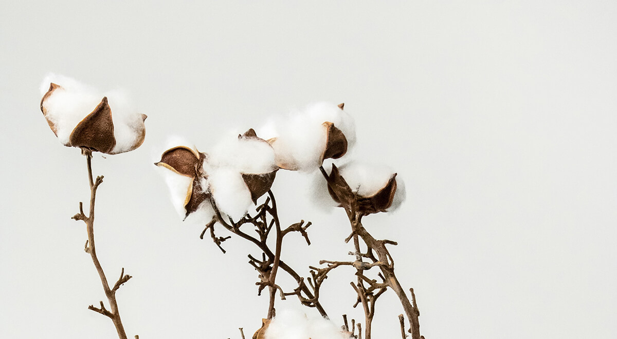 Conventional Cotton vs Organic Cotton: Differences & Sustainability